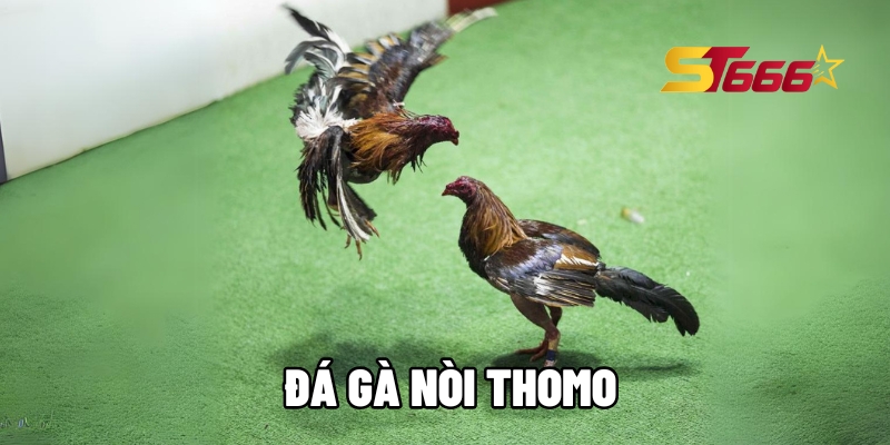 da ga noi thomo 1